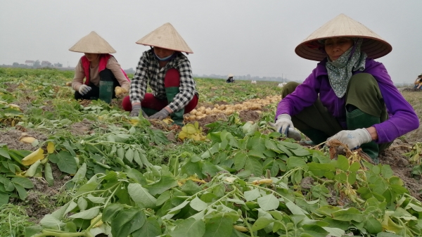Bắc Giang: Giá khoai tây, ngô giảm giá sâu do ảnh hưởng của covid-19