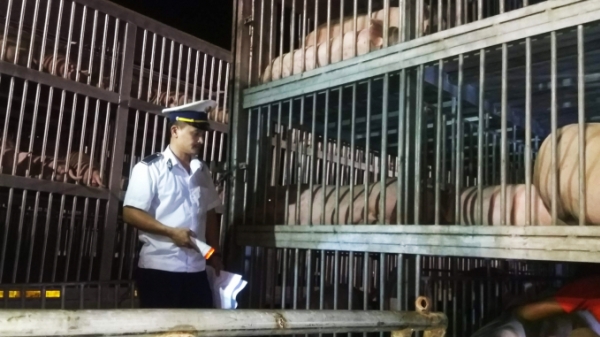 Hai doanh nghiệp đưa lợn nhập khẩu đến thẳng lò mổ bị khởi tố