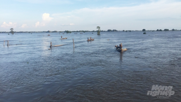 Lũ tháng 9 ở Đồng bằng sông Cửu Long thấp, cần đề phòng triều cường