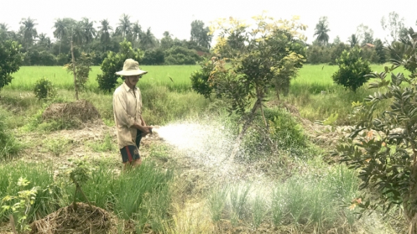 Vĩnh Long: Nông dân mạnh dạn đầu tư làm kinh tế vườn