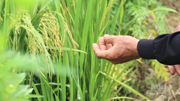 Nâng cao chuỗi giá trị lúa gạo và xoài cho 6 tỉnh ĐBSCL