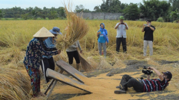Trang trại lúa mùa Tư Việt tổ chức hội xuống đồng thu hoạch lúa đầu năm