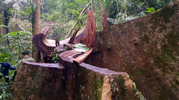 Khởi tố vụ phá rừng tại Khu bảo tồn thiên nhiên Bắc Hướng Hoá