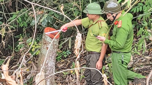Tạm đình chỉ công tác Trạm trưởng bảo vệ rừng chặt phá rừng