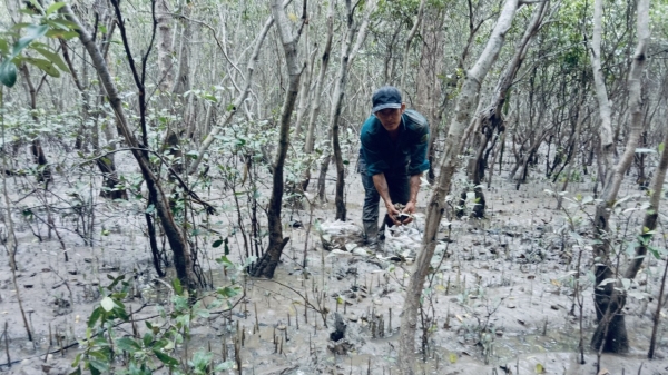 Nông dân Cù Lao Dung sinh kế bền vững dưới tán rừng ngập mặn