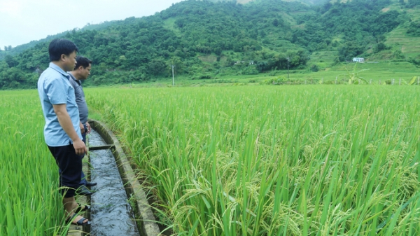 Đảm bảo nước tưới tiêu cho vựa lúa đặc sản ở Lào Cai