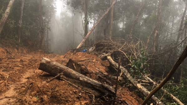 Kiến nghị lập chốt bảo vệ rừng ở Ninh Ích