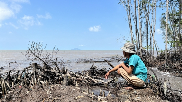 Cà Mau mất hơn 5.250 ha rừng phòng hộ ven biển