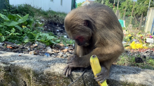 Thả nhiều cá thể khỉ quý hiếm về lại tự nhiên