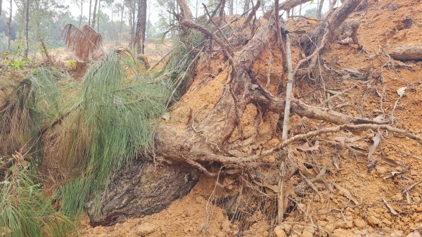 Ai tàn phá rừng thông cổ thụ Quỳnh Lưu?