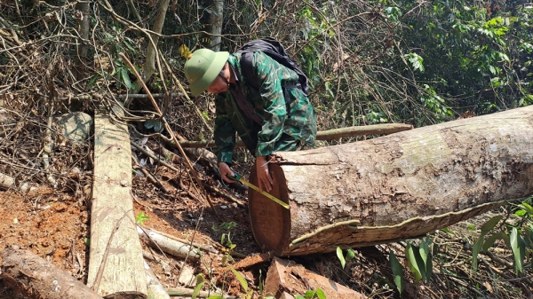 Khởi tố vụ phá rừng phòng hộ ở huyện Quảng Ninh