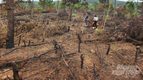 Xử phạt 2 đối tượng trong vụ đốt thực bì gây cháy cả cánh rừng