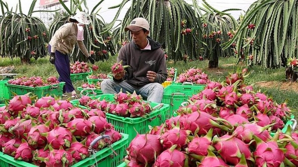 Lạng Sơn điều tiết nông sản xuất khẩu sang Trung Quốc