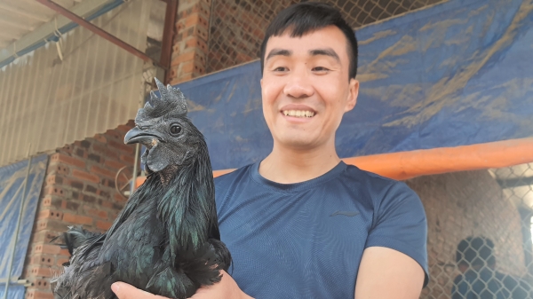 Gà mặt quỷ đắt nhất thế giới nuôi tại Quảng Ninh, ăn vào rất bổ