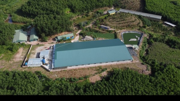 Xử lý trại lợn hàng nghìn m2 xây trên đất rừng, gây ô nhiễm môi trường