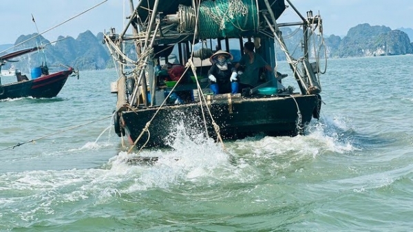 Quảng Ninh xử lý nghiêm tàu cá vi phạm trong khai thác thủy sản