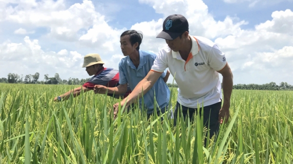 Nông dân Gò Công Đông sản xuất lúa thích ứng biến đổi khí hậu