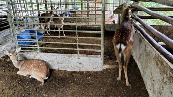 Tiền Giang: Hội Chăn nuôi tháo gỡ những khó khăn cho nhà chăn nuôi