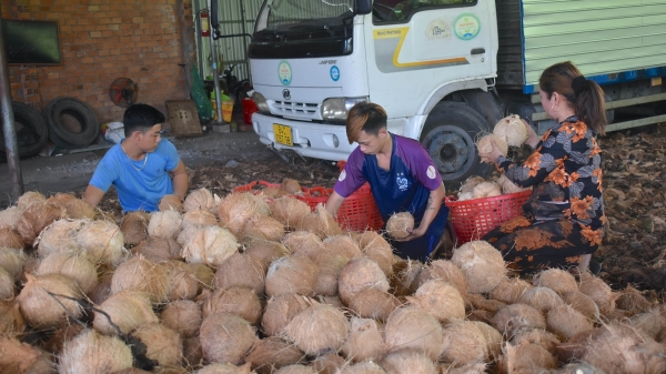 Nông dân trồng dừa hữu cơ bức xúc vì doanh nghiệp mua kiểu đối phó