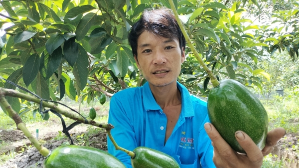 Anh nông dân ở Đồng Tháp say mê giống bơ Thanh Sơn