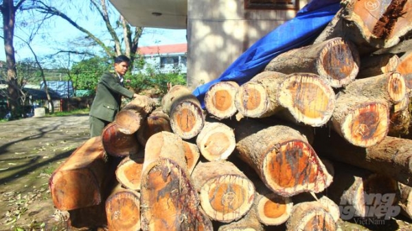 Phá rừng, một công ty bị phạt 125 triệu đồng và tịch thu… cuốc, xẻng, rựa