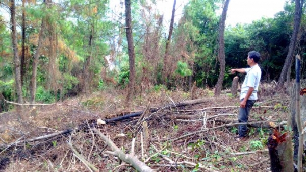 Giám đốc lâm trường để dân lấn chiếm đất rừng bị yêu cầu rút kinh nghiệm