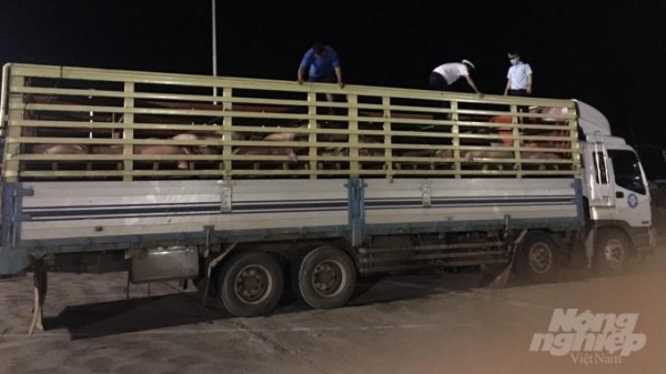 500 con lợn thịt đầu tiên nhập từ Thái Lan đã về Việt Nam