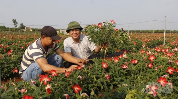 Quảng Trị sắp có dự án nông nghiệp công nghệ cao 5.000 ha