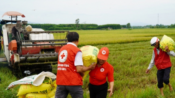 Nông dân Quảng Trị hối hả gặt lúa 'chạy' bão số 5