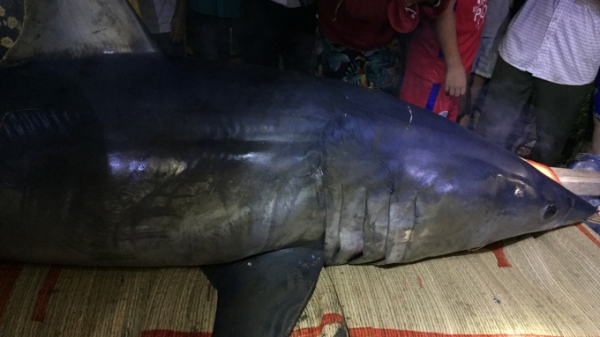 Lần đầu tiên cá mập xanh mắc câu, trôi dạt vào bờ biển Quảng Trị