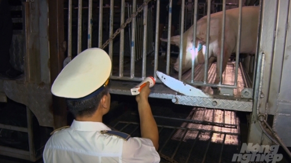 Lợn sống nhập khẩu từ Thái Lan tăng mạnh