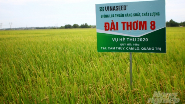 Quảng Trị gieo trồng 25.500 ha lúa vụ Đông Xuân