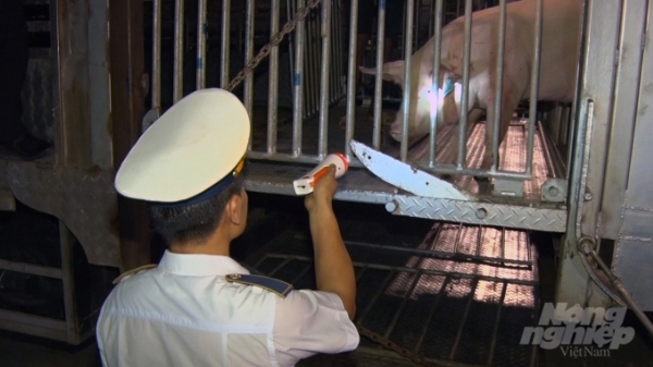 4 doanh nghiệp bị xử phạt vì nhập lợn từ Thái Lan không đúng quy định