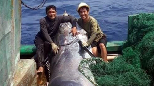 Ngư dân Quảng Trị bắt được con cá cờ ‘khủng’ gần đảo Cồn Cỏ