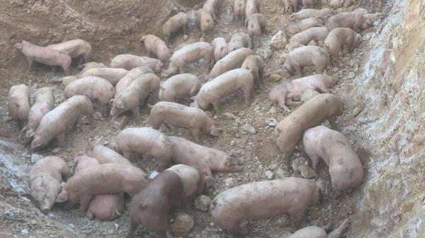 Tiêu huỷ gần 1.000 con lợn nhập từ Thái Lan vì mắc dịch tả châu Phi