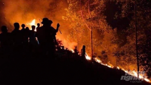 Cháy lớn rừng thông phòng hộ hàng chục năm tuổi ở Thừa Thiên - Huế