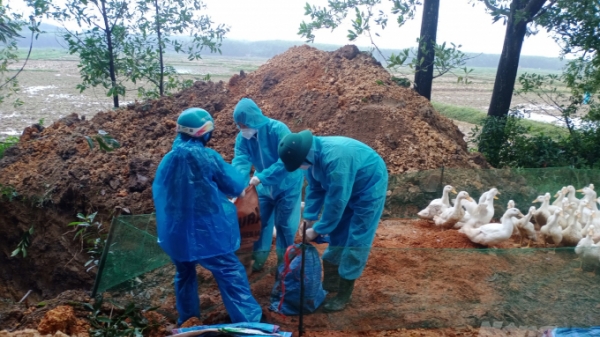 Phát hiện thêm ổ dịch cúm gia cầm A/H5N8 tại Quảng Trị