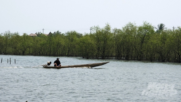 Dừng trồng rừng ngập mặn tại Quảng Lợi do người dân chưa đồng thuận?