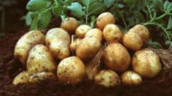 EU: Năng suất khoai tây trung bình đạt 34.500 kg/ha