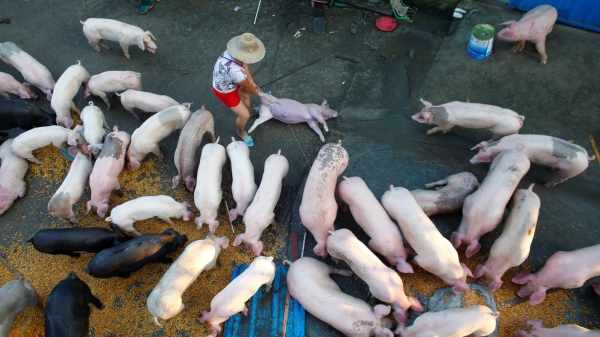 Trung Quốc mạnh tay can thiệp để bình ổn giá lợn hơi