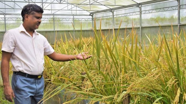 Philippines phê duyệt 'gạo vàng' GMO để sản xuất thương mại
