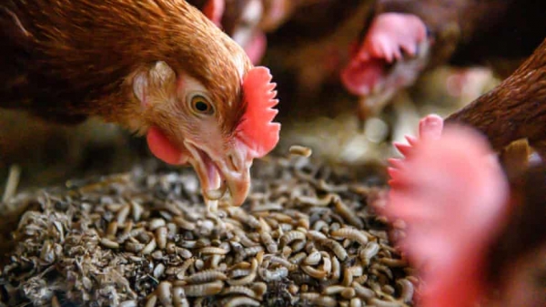 EU cho phép dùng côn trùng làm thức ăn chăn nuôi