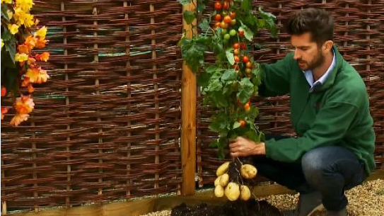 Khoai tây lai cà chua, giải pháp lương thực cho tương lai