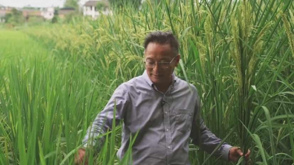 Dân Trung Quốc hào hứng với giống lúa khổng lồ