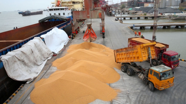 Trung Quốc ‘không thể không’ nhập khẩu ngô và đậu tương Mỹ