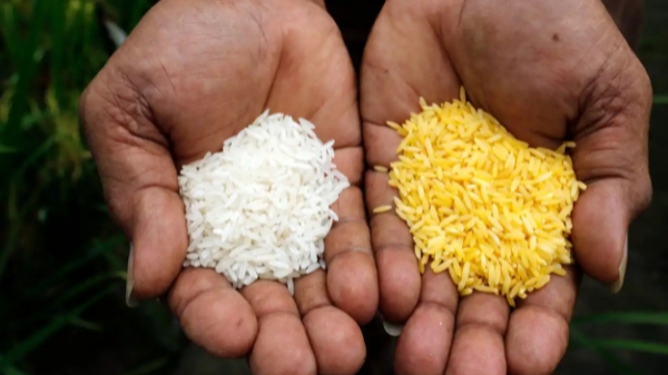 Gạo vàng bất ngờ khuấy đảo chính trường Philippines