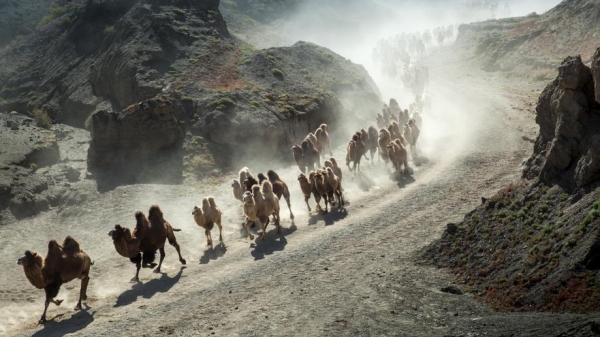 Mùa hàng nghìn con lạc đà di cư ở sa mạc Cam Túc