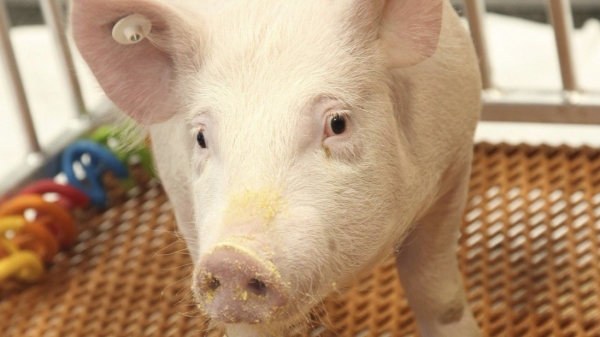 Thận lợn có thể chạy tốt trong cơ thể người bệnh