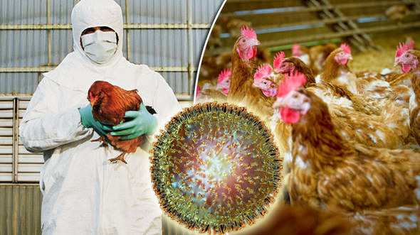 Báo động chủng cúm gia cầm H5N1 lây lan mạnh