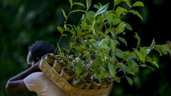 Sri Lanka đầu hàng 'chính sách nông nghiệp hữu cơ tuyệt đối'